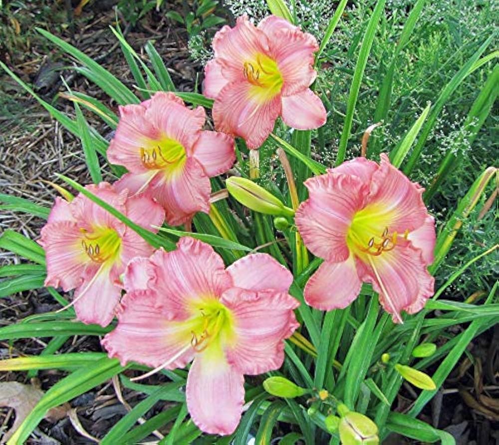 Heirloom Daylily Reblooming Flower Seeds for Planting – Non-GMO, Organic Garden Seeds with High Germination