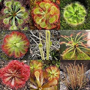 Flower Seeds, Seeds for Planting, Plant Seeds