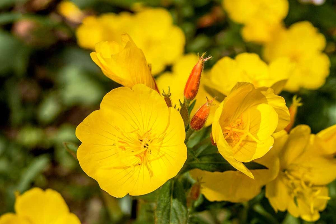 Flower Seeds, Seeds for Planting, Plant Seeds