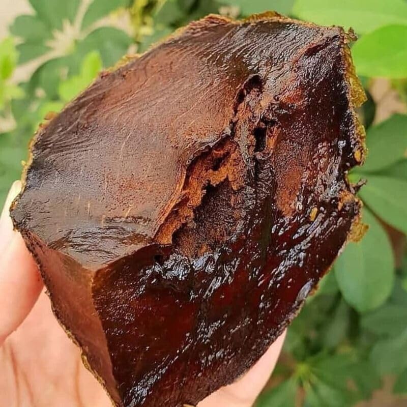 Black Sapote Fruit Seeds for Planting – Heirloom & Non-GMO Tropical Garden Seeds