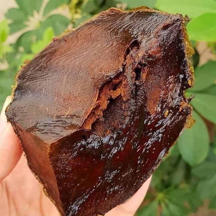 Black Sapote Fruit Seeds for Planting – Heirloom & Non-GMO Tropical Garden Seeds