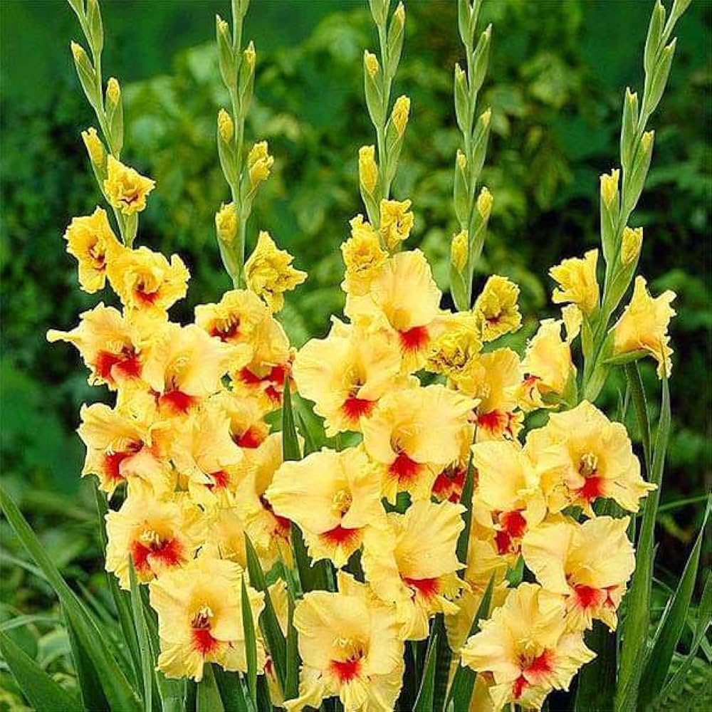 Yellow Red Gladiolus Flower Seeds - 100 pcs