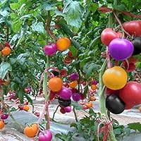 Mixed Giant Tomato Seeds for Planting