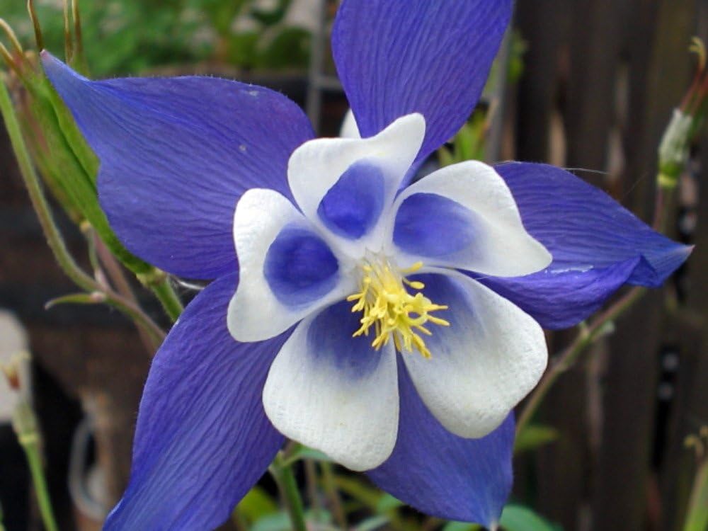 columbine flower flower seeds