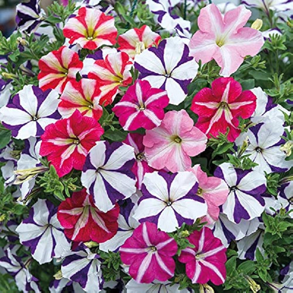 f petunia flower seeds