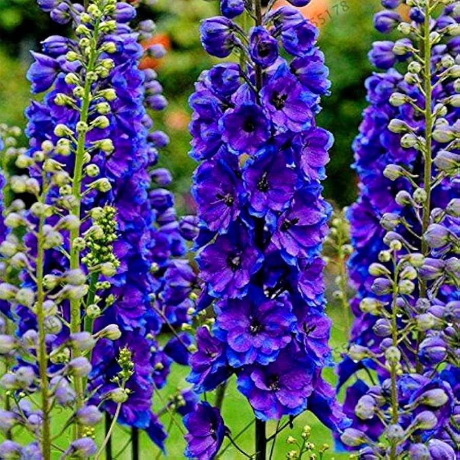 larkspur delphinium flower seeds