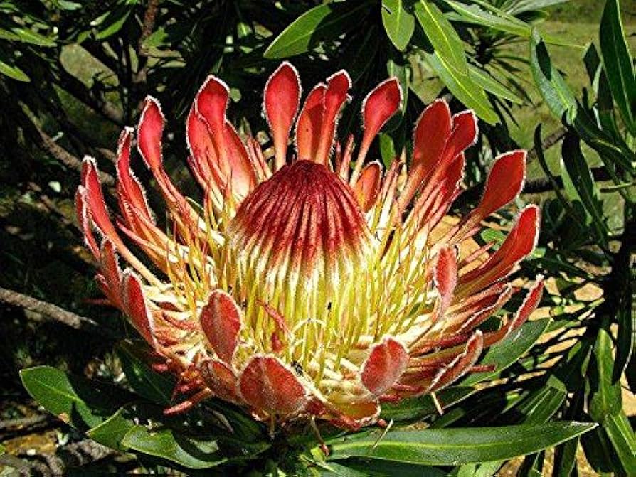 silver protea flower seeds