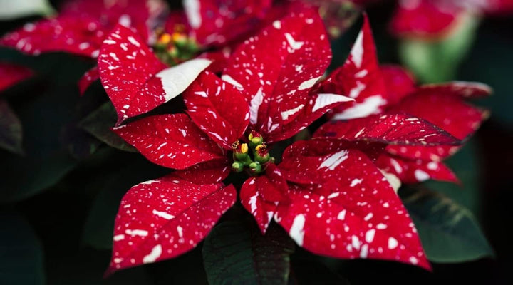 Flower Seeds, Seeds for Planting, Plant Seeds