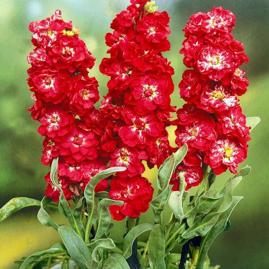 Red Matthiola Flower Seeds for Planting - 100 pcs