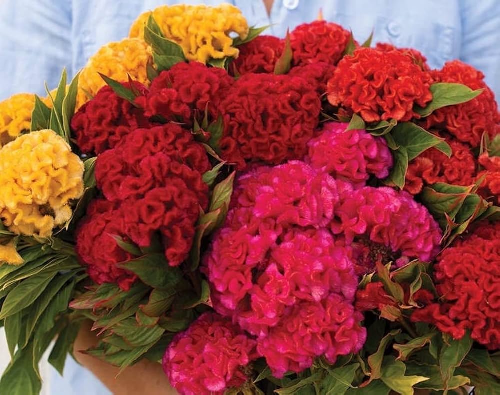 celosia crested flower seeds