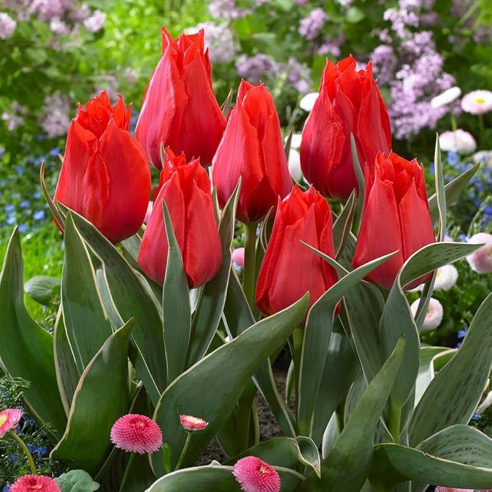tulip tulipa flower seeds