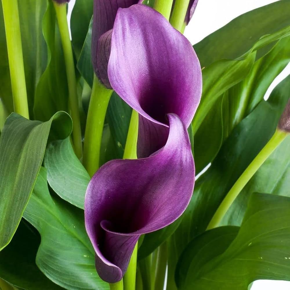 purple deep flower seeds