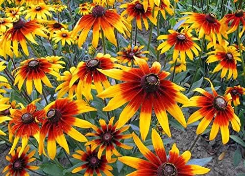 gloriosa daisy flower seeds