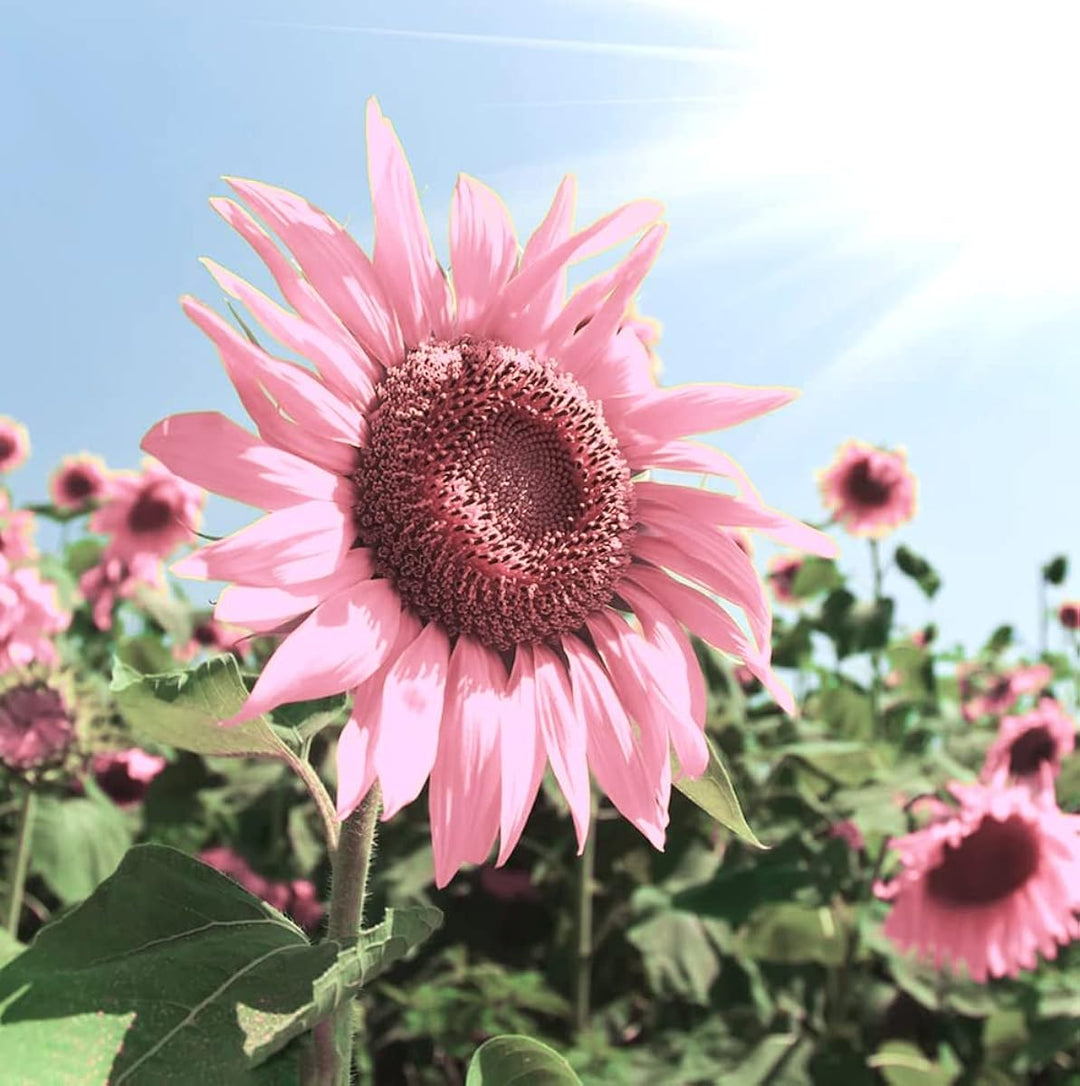pink sunflower seeds to plant Organic Heirloom Non-GMO Baby Pink Sunflower Seeds for Planting – Unique Garden Blooms