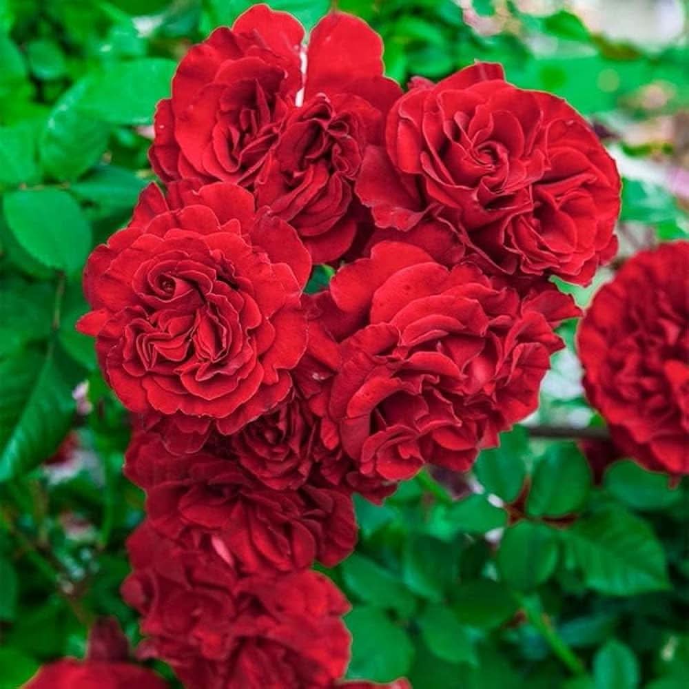 oriental beauty flower seeds