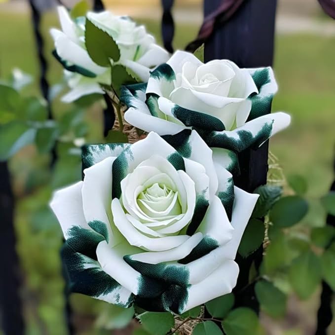 Green White Rose Flower Seeds for Planting - 100 pcs