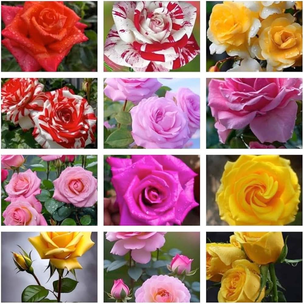 schone agrostemma flower seeds