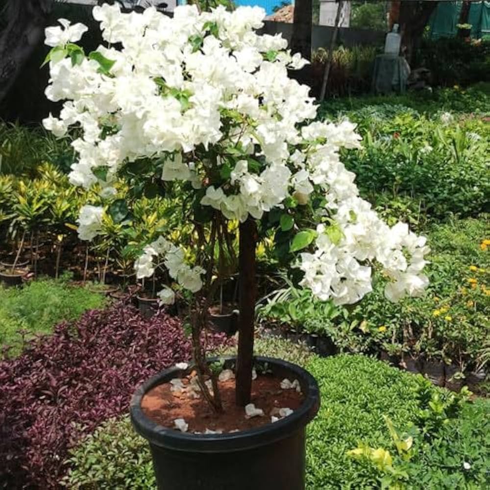 Hvide Bougainvillea Blomsterfrø til Plantning 100 stk