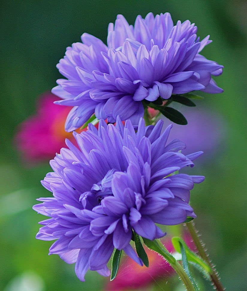 Aster Blomsterfrø til Plantning 100 stk