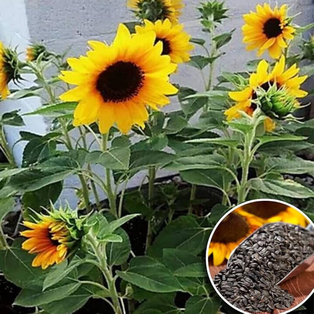 sunflower for flower seeds