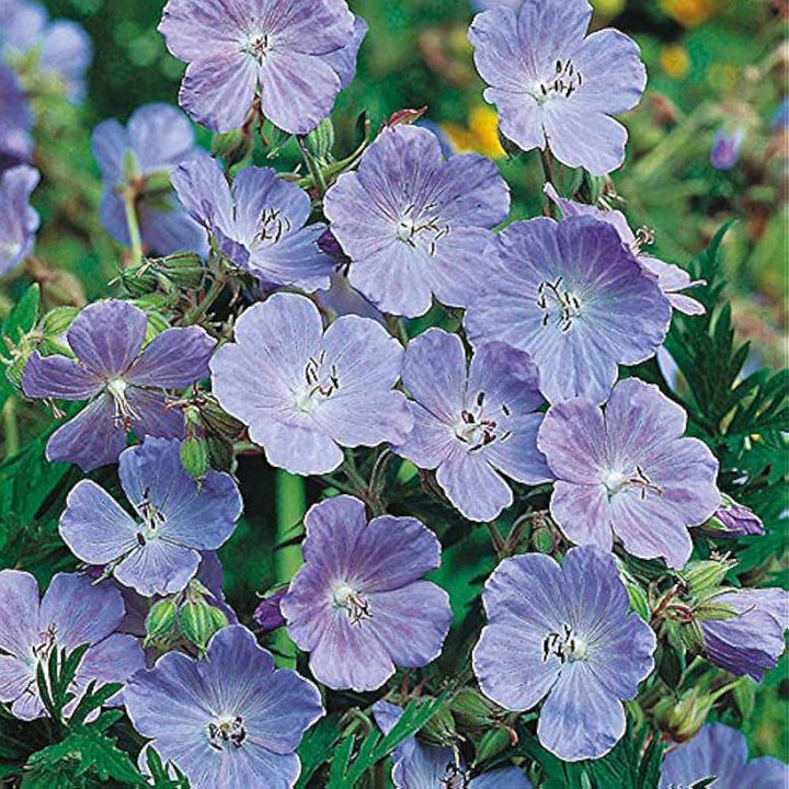 Meadow Cranesbill Geranium Flower Seeds for Planting – Heirloom, Non-GMO, High Germination Organic Garden Seeds