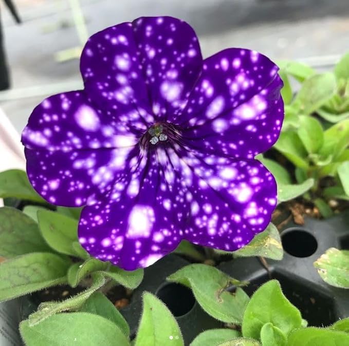 violet dotted flower seeds