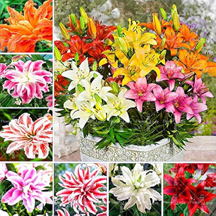 Mixed Di Giglio Flower Seeds for Planting - 100 pcs