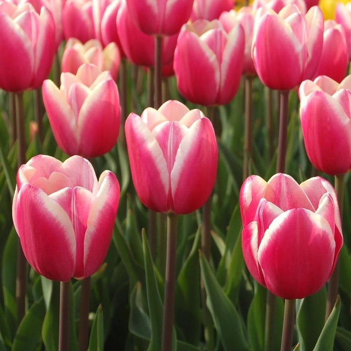 Tulip Flower Seeds Pink White for Planting, 100 pcs