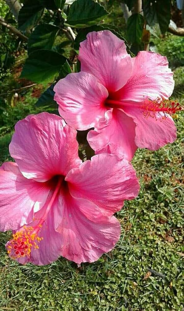 hibiscus hibiscus flower seeds