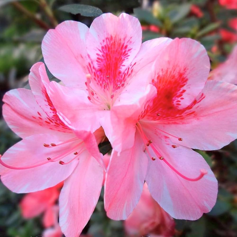 Baby Pink Azalea Flower Seeds for Planting - 100 pcs