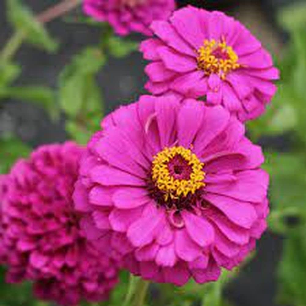 violet rigens flower seeds