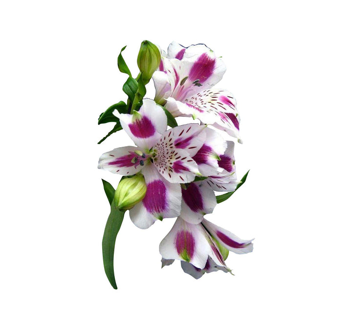 Hvide Alstroemeria blomsterfrø til plantning - 100 stk