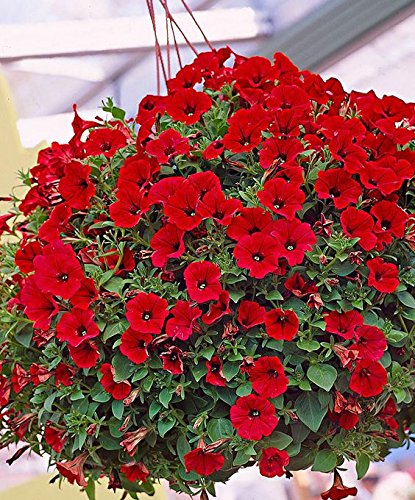 red heirloom flower seeds