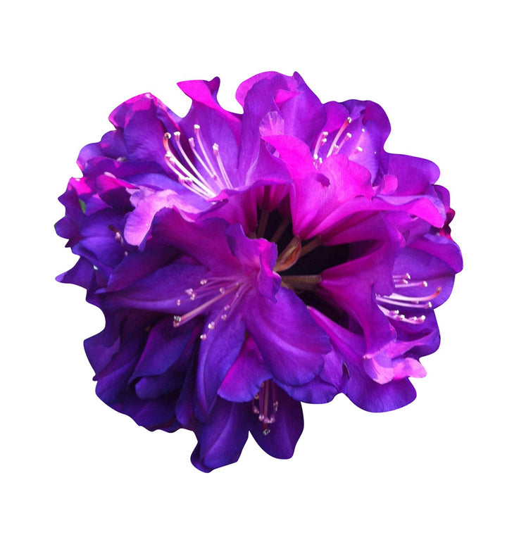 Heirloom Non-GMO Purple Azalea Flower Seeds for Planting – High Germination Vibrant Ornamental Shrub Seeds