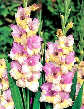 Flower Seeds, Seeds for Planting, Plant Seeds