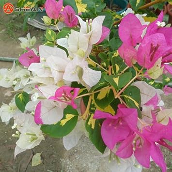 Flower Seeds, Seeds for Planting, Plant Seeds