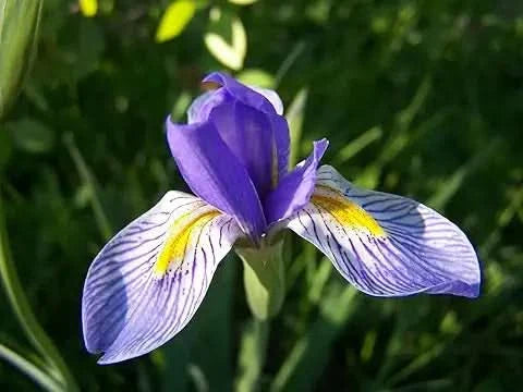 iris flower flower seeds