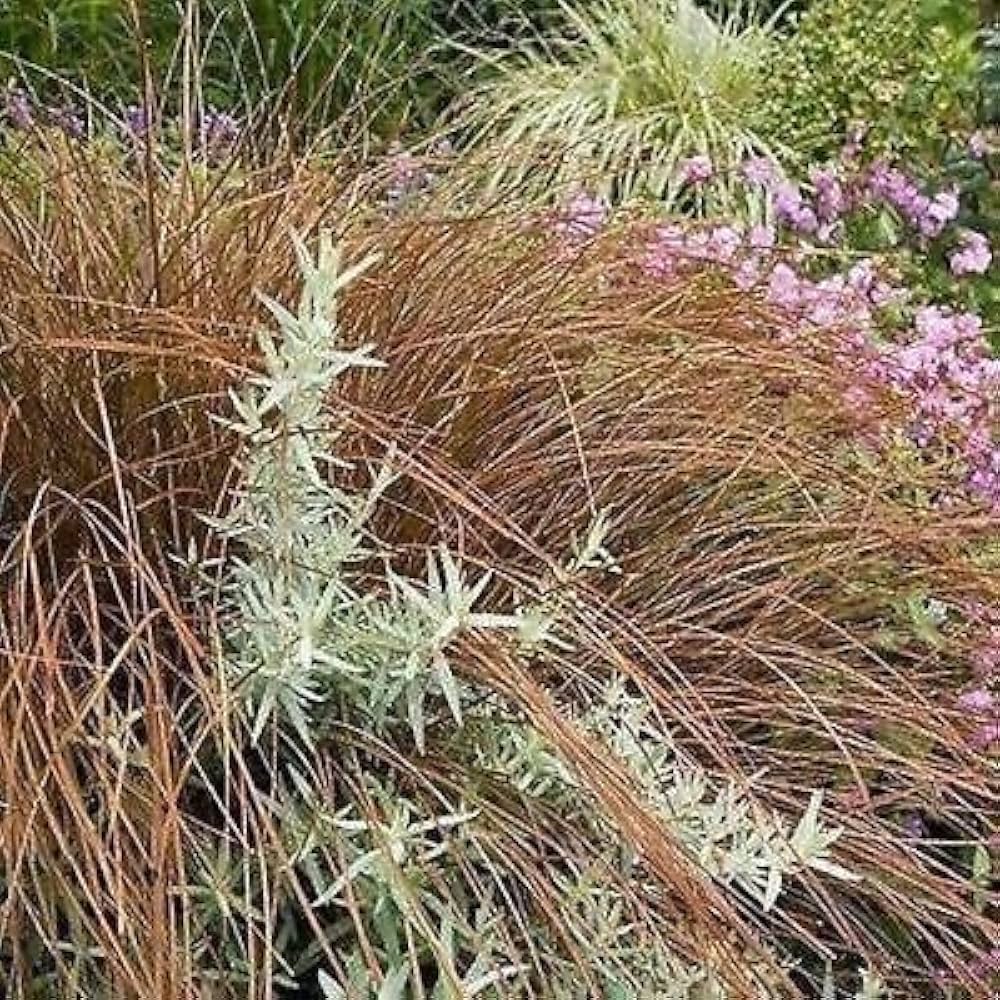 carex flagellifera flower seeds