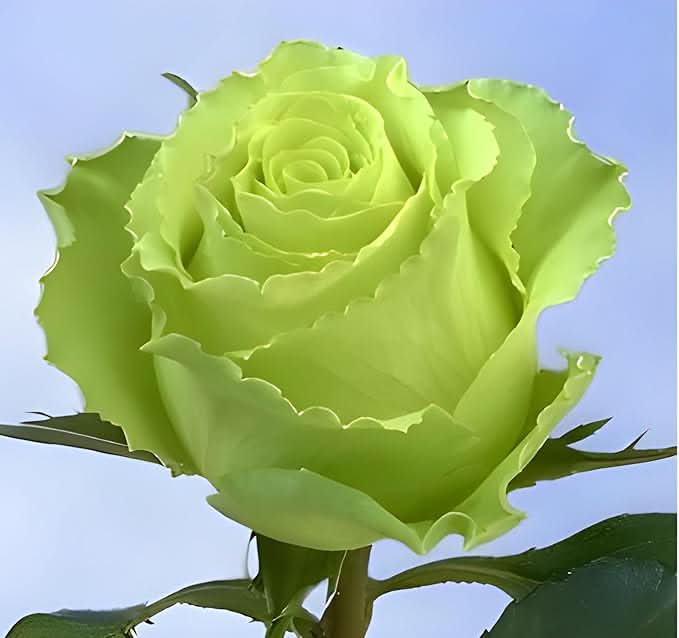 green mini flower seeds