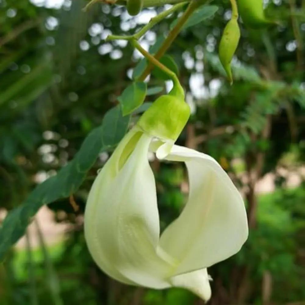 heron flower flower seeds