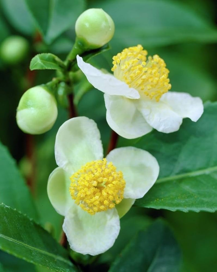 Grøn Camellia Sinensis plantefrø til udplantning - 100 stk