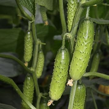 Green Bush Crop Cucumber Seeds for Planting