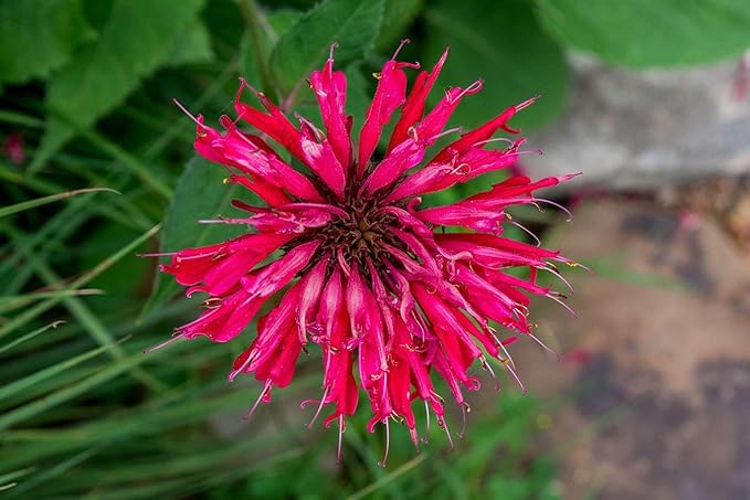 Pink Vild Bergamot Monarda Fistulosa Minteblade Bee Balm Blomsterfrø til plantning, 100 stk.