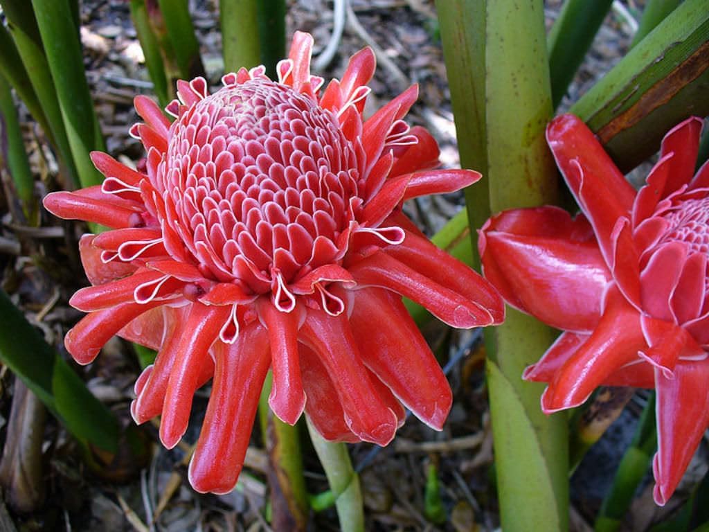 Flower Seeds, Seeds for Planting, Plant Seeds