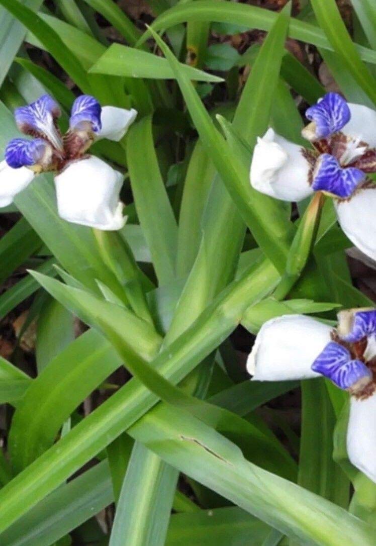 iris iris flower seeds