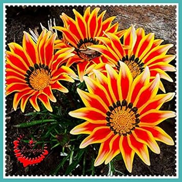 Flower Seeds, Seeds for Planting, Plant Seeds