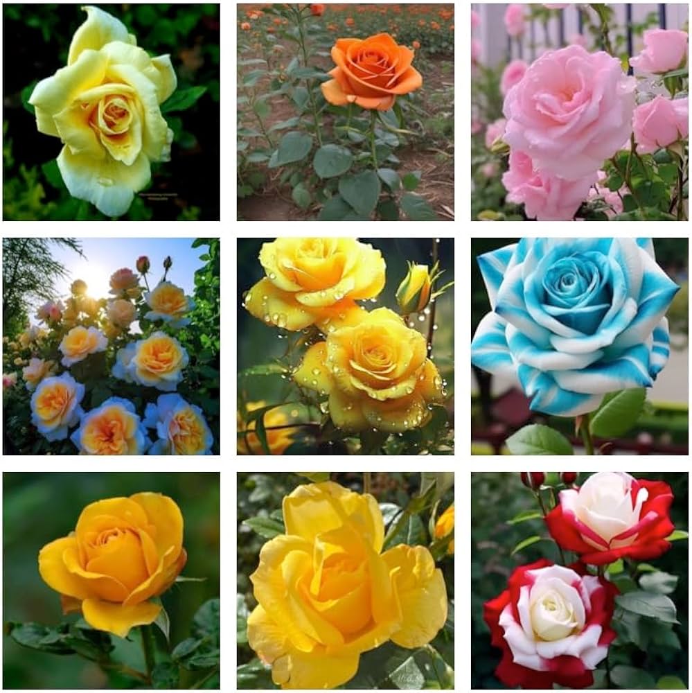 Germany Rose Flower Seeds for Planting - Mixed Colors 100 pcs