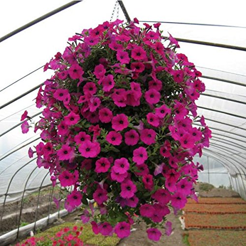 Hængende Petunia Blomsterfrø til Plantning Pink 100 stk