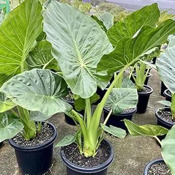 alocasia macrorrhiza flower seeds