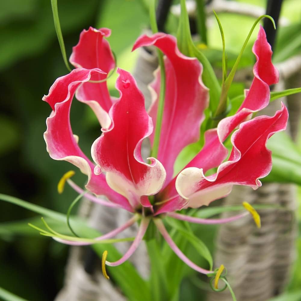 lily lilium flower seeds
